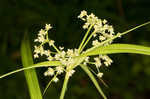 Leafy bulrush